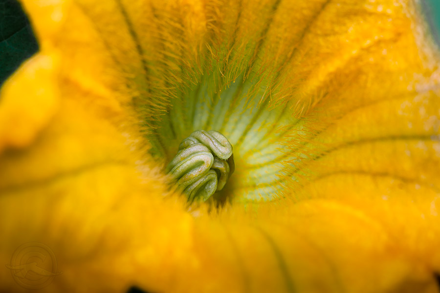 2018_IMG_1810_SquashBloom.jpg