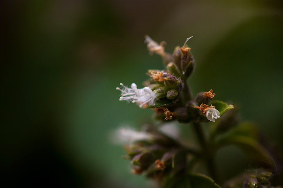 2018_IMG_1890_Patchouli.jpg