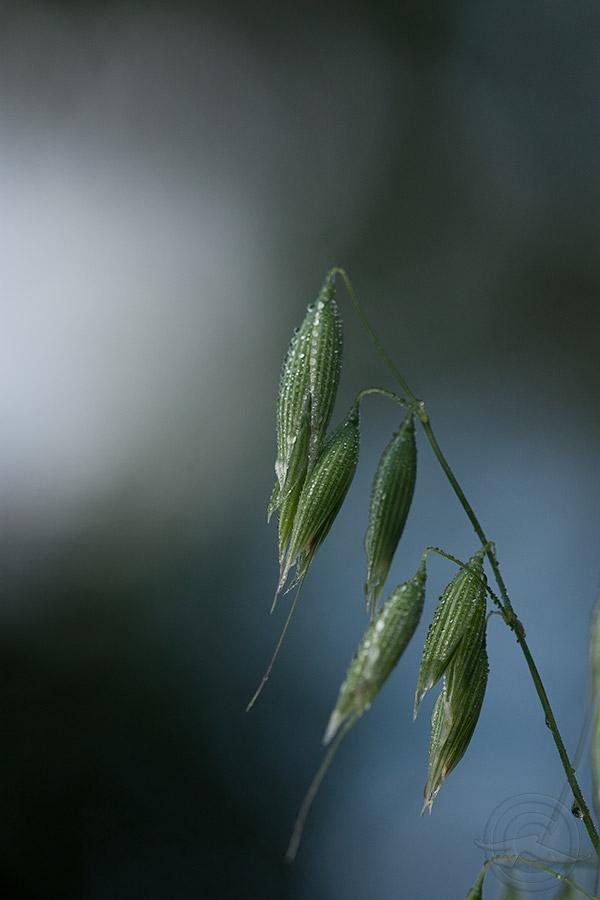 2018_IMG_1953_Oats.jpg