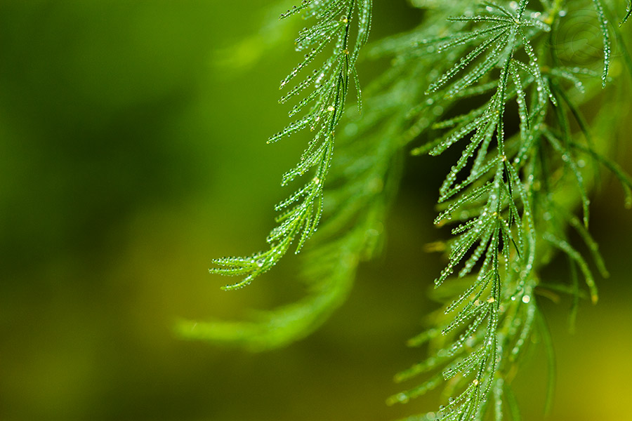2018_IMG_1960_AsparagusFern.jpg