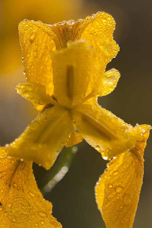 2018_IMG_1977_Iris.jpg