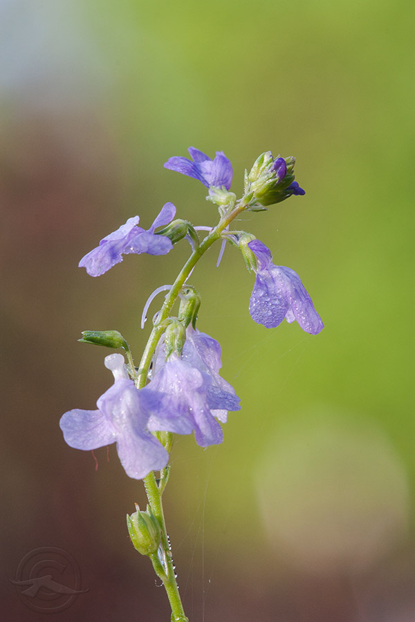 2018_IMG_1981_tiny_flower.jpg