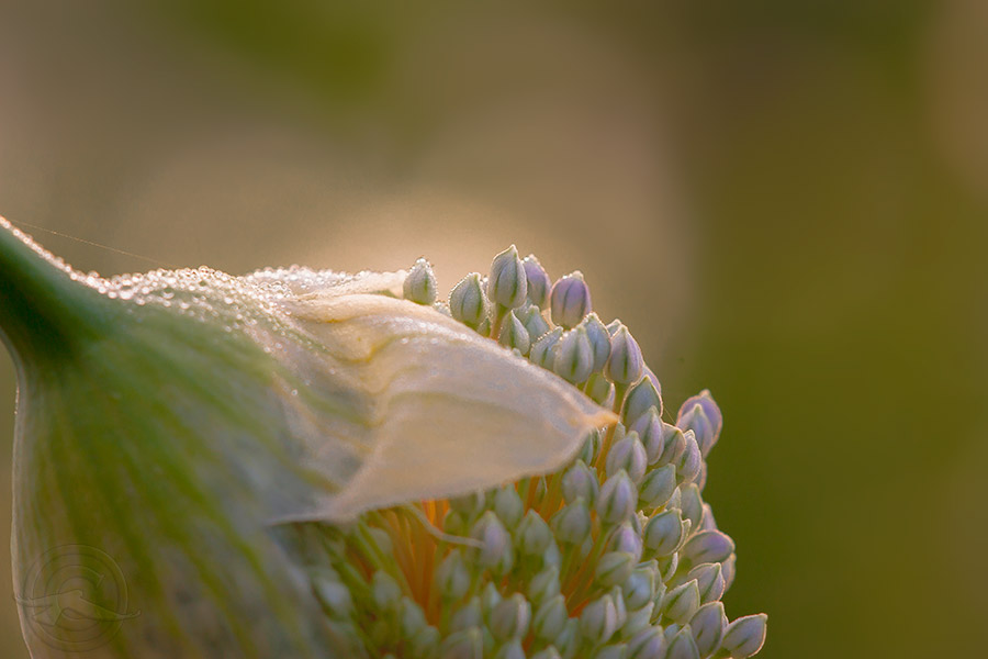 2018_IMG_2460_Garlic.jpg
