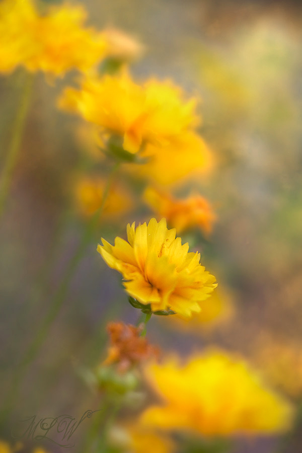 2018_IMG_2817_Coreopsis.jpg
