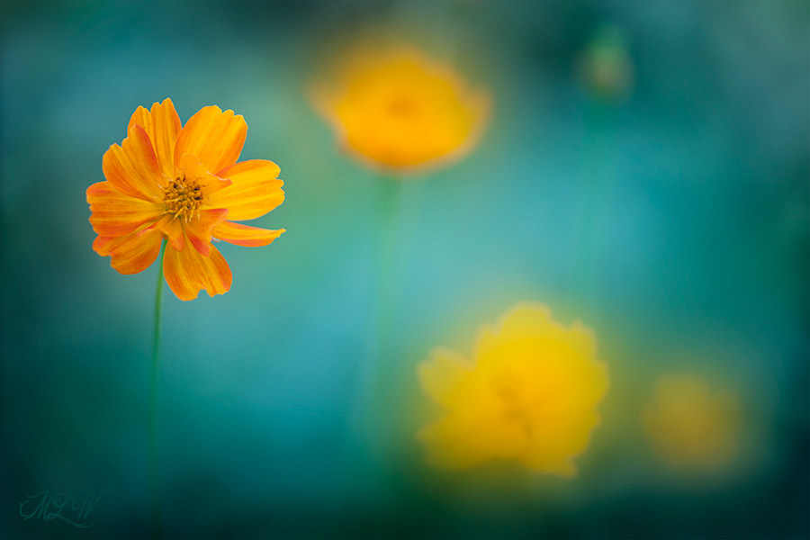 2018_IMG_2833_Cosmos.jpg