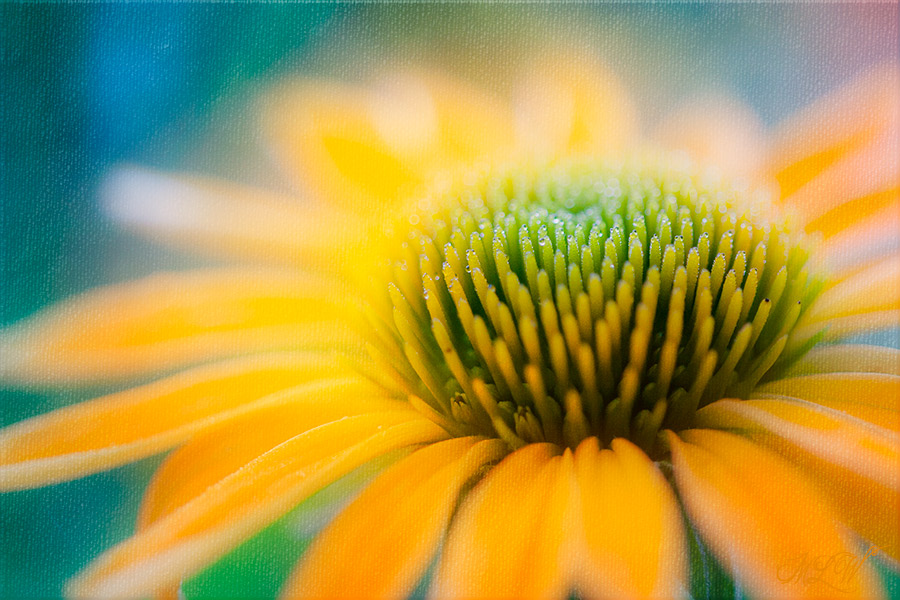 2018_IMG_2901_Echinacea.jpg