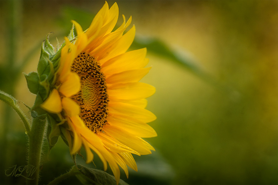 2018_IMG_2939_Sunflower.jpg