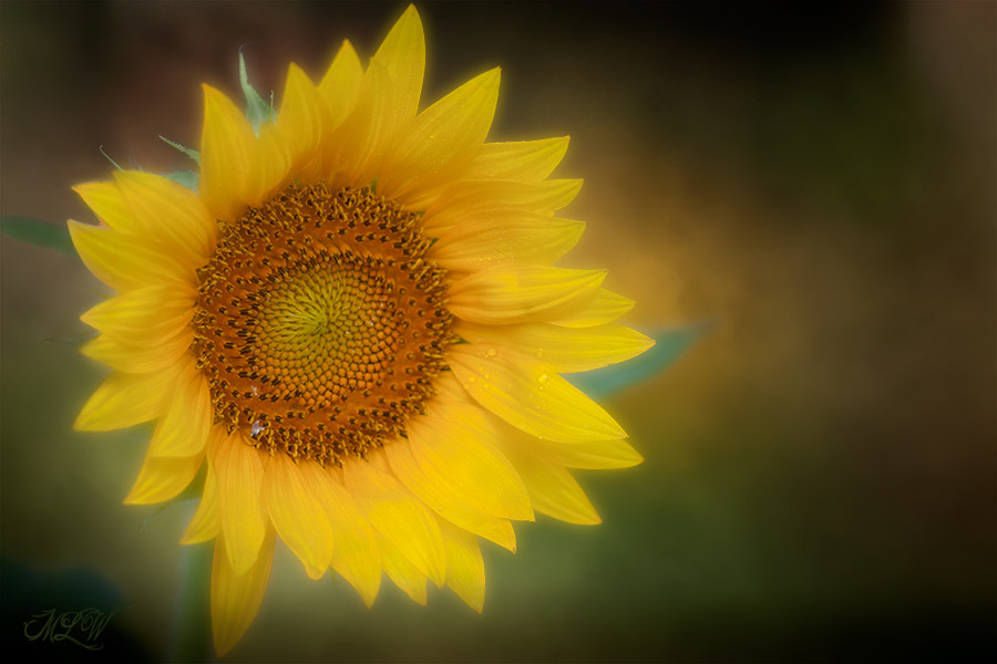 2018_IMG_2947_Sunflower.jpg