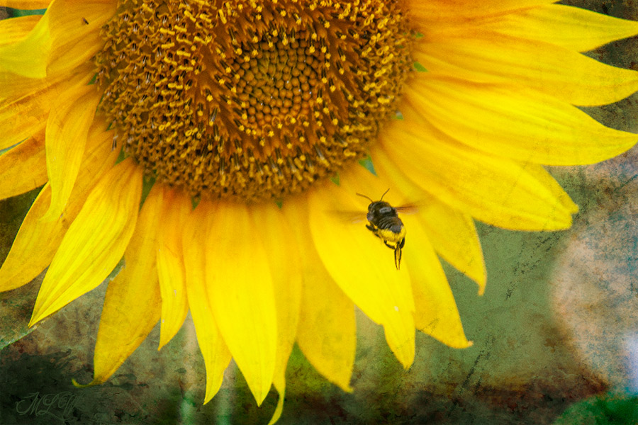 2018_IMG_3062_Sunflower_Bee.jpg