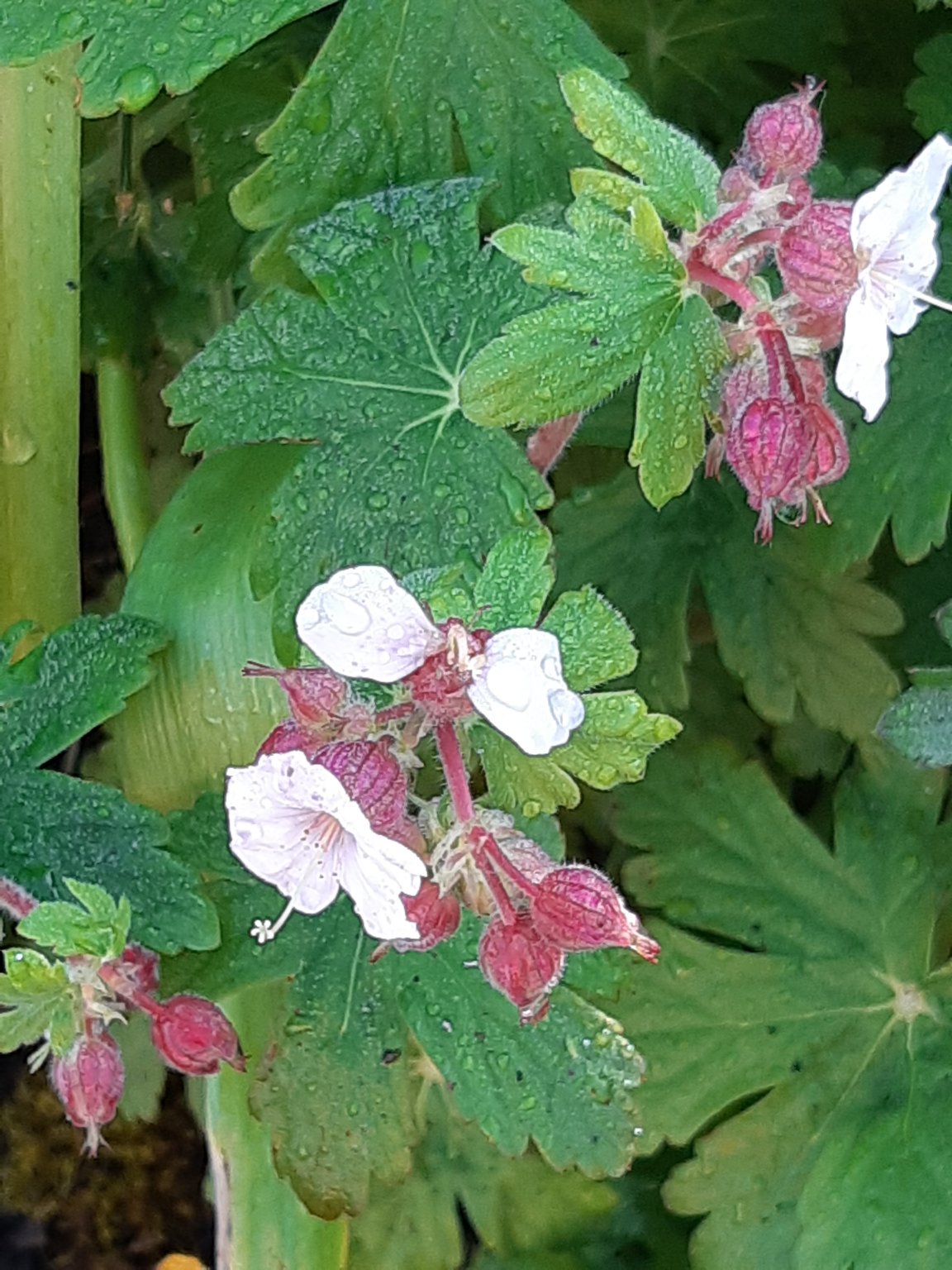 20190426_080210.jpg