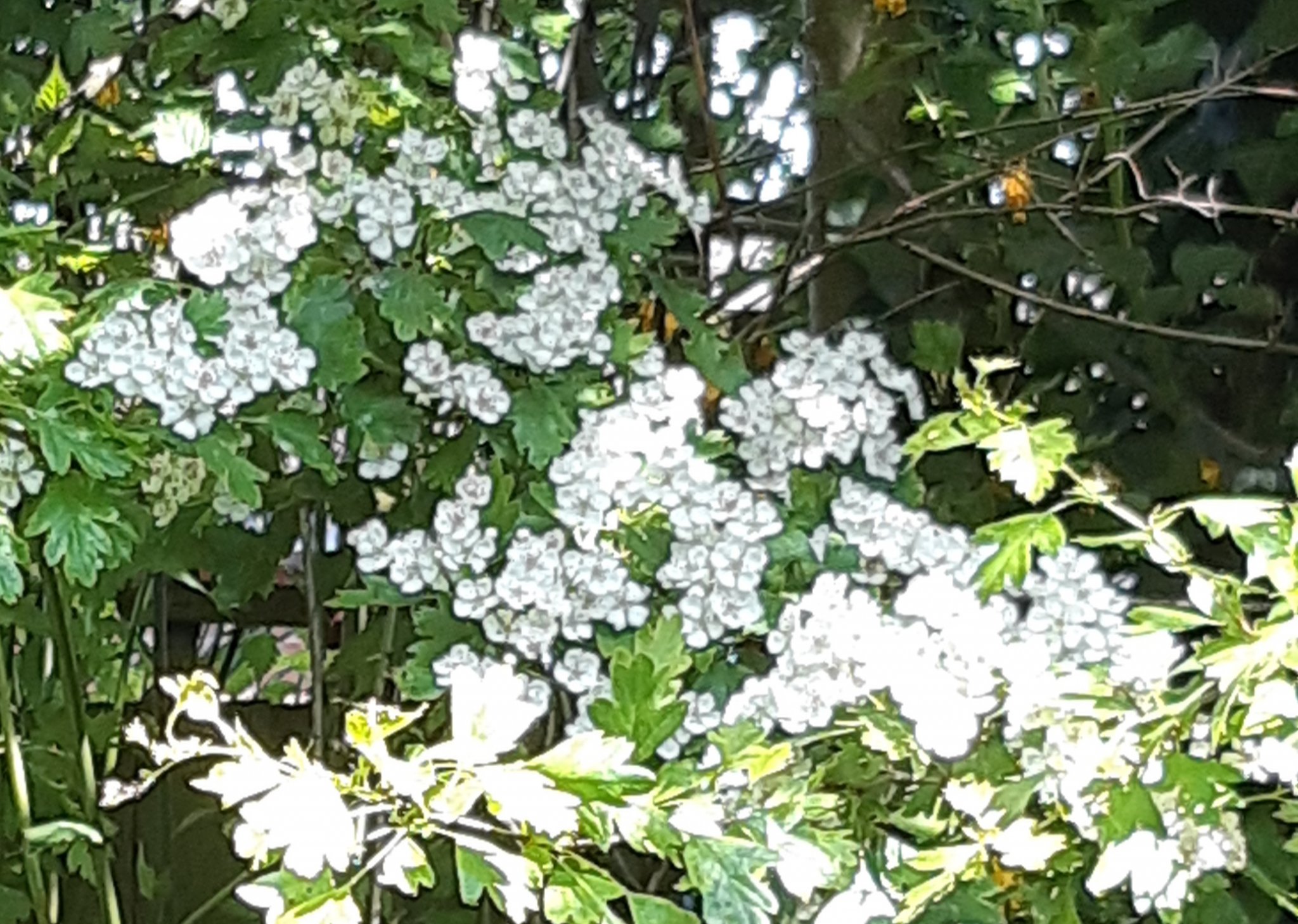 20190429_210254.jpg