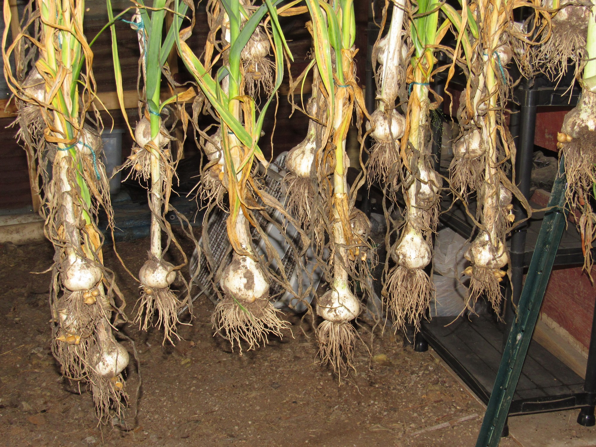 2020 garlic hanging.jpg