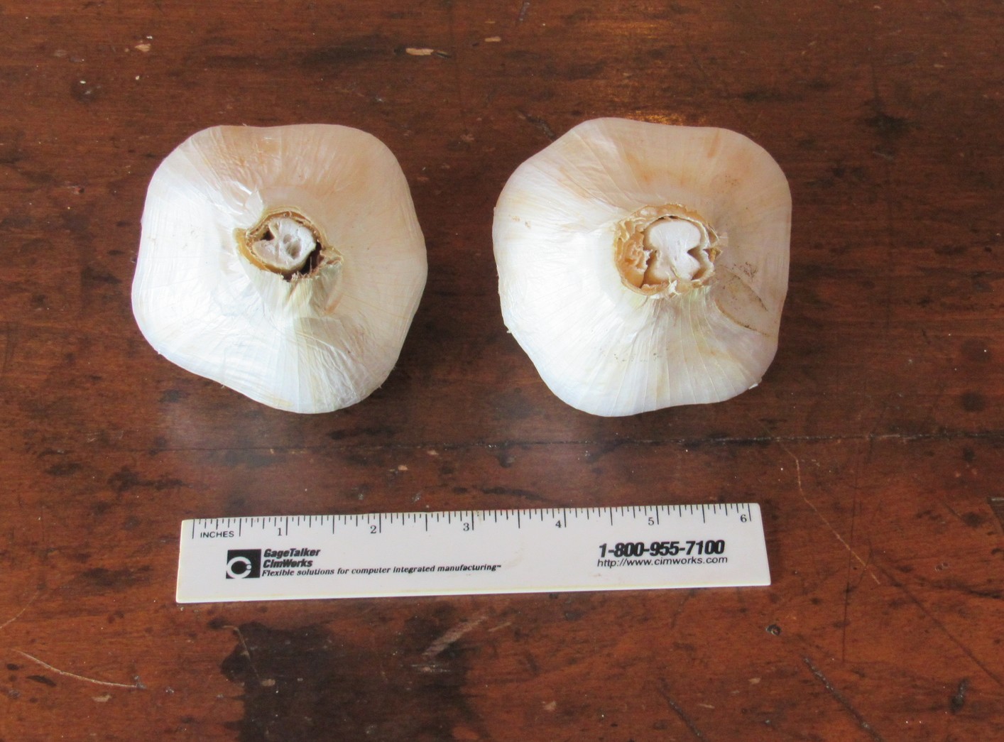 2020 garlic measured.jpg