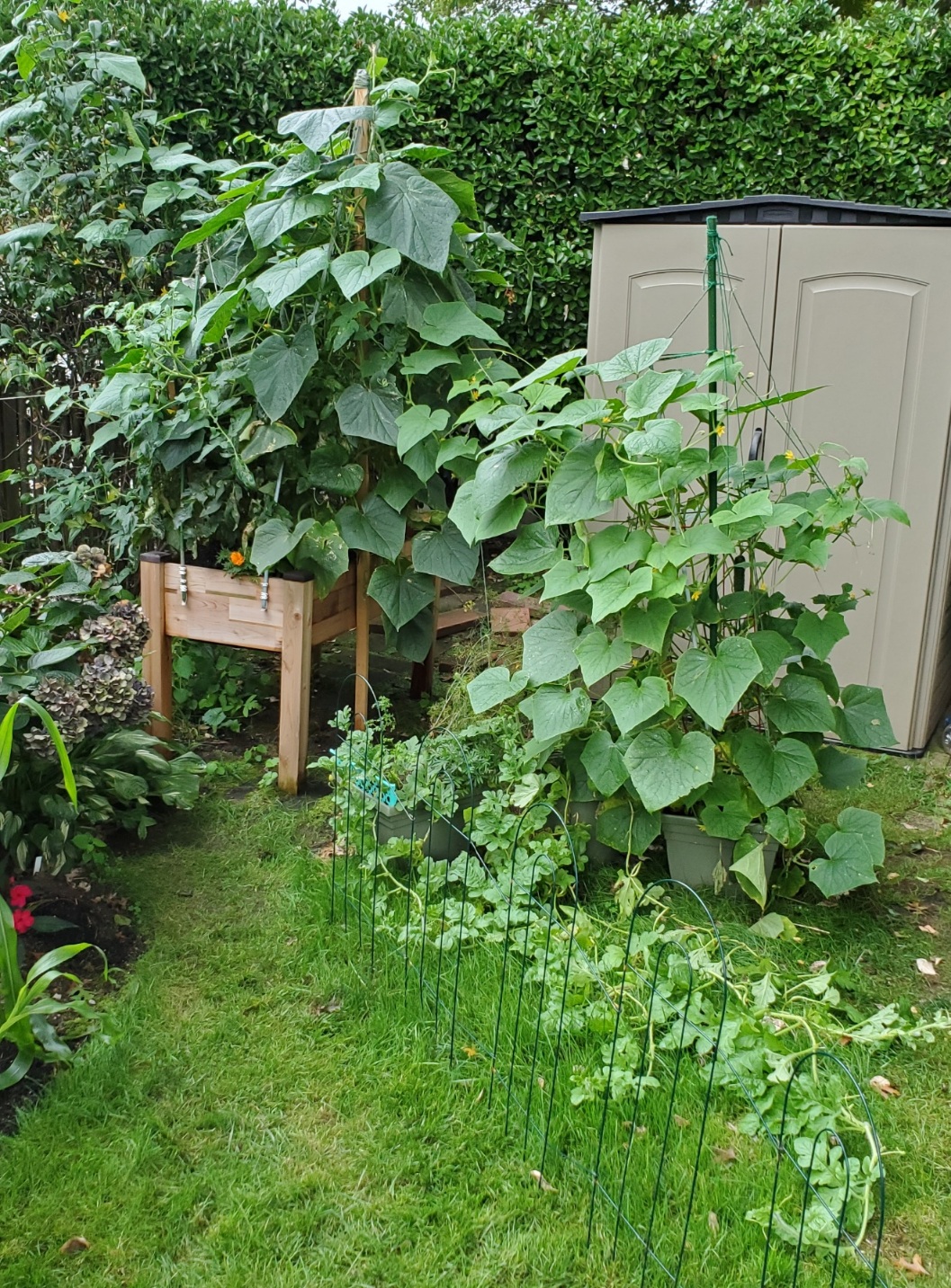 20210820_Garden.jpg