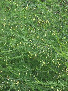 220px-Asperge_in_bloei_Asparagus_officinalis.jpg