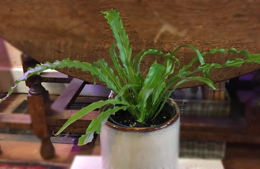 288C63C5-D705-4978-AF76-1D63107D3D5E.jpeg
