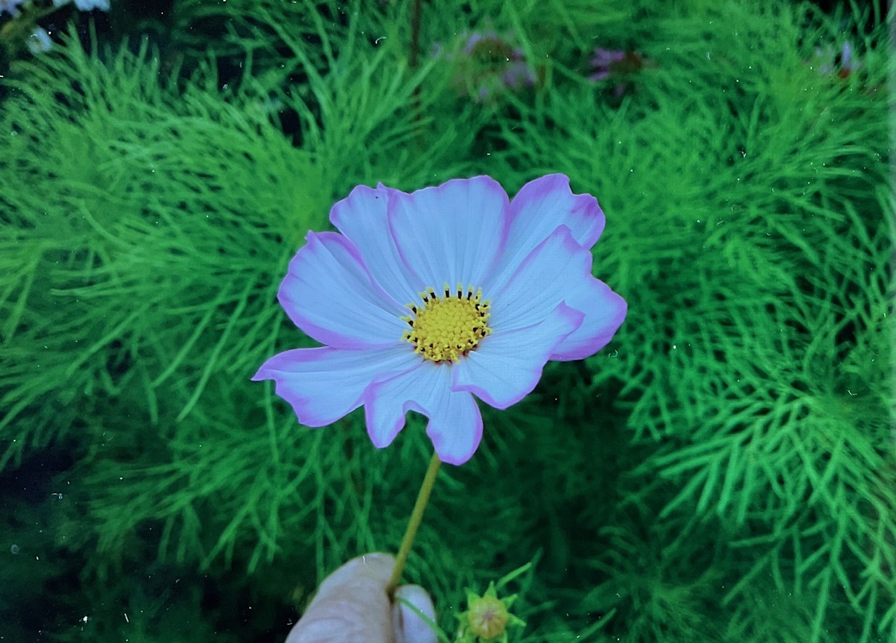 2AD74252-81AC-4F11-9904-8D7C4E75C1F0.jpeg