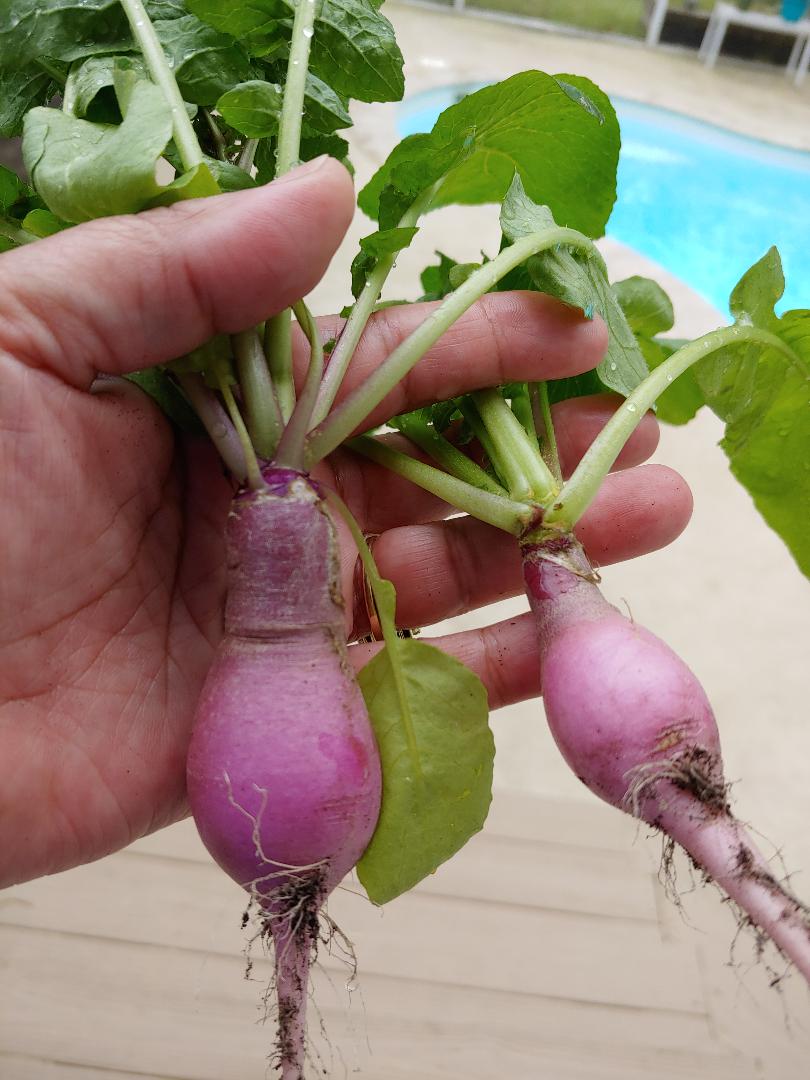 3-3-19 Watermelon or German Giant Radishes.jpg