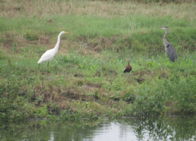 3 water fowl.jpg