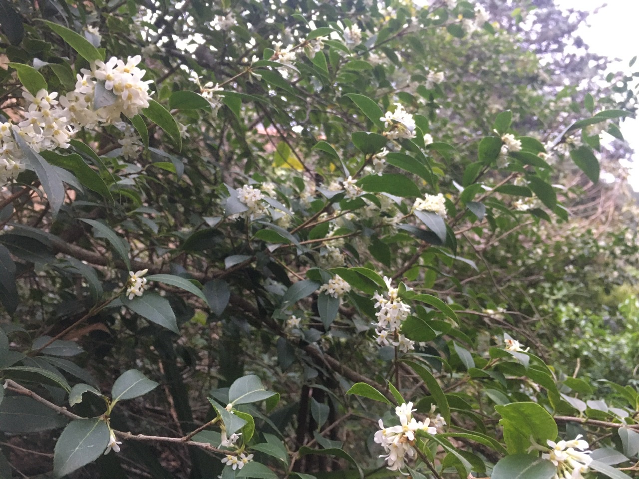 3A0F0CB4-1955-4F2E-A528-5134FECADF26.jpeg