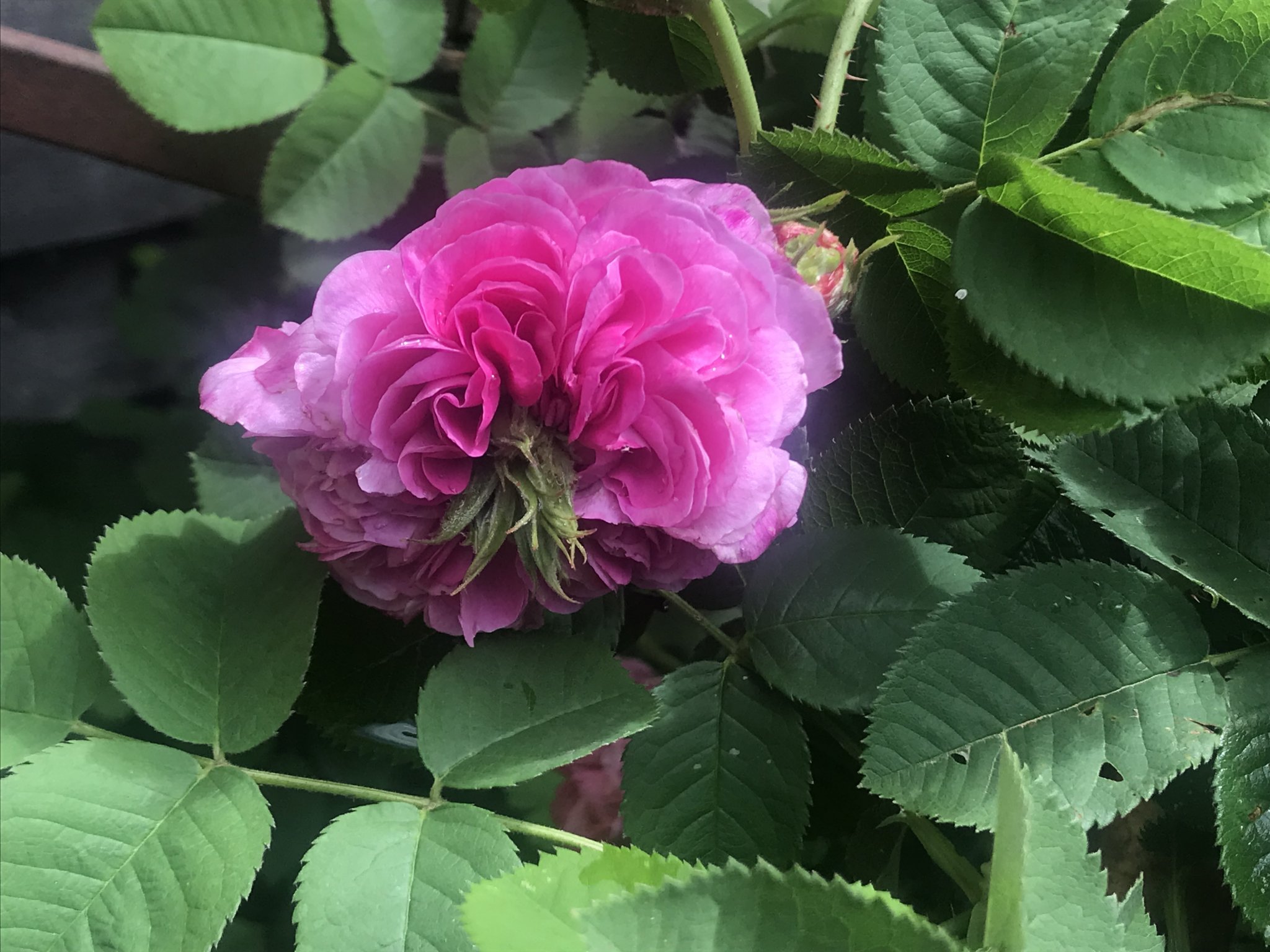3FD7DBDC-5908-4F7D-B0C0-96EE18247217.jpeg