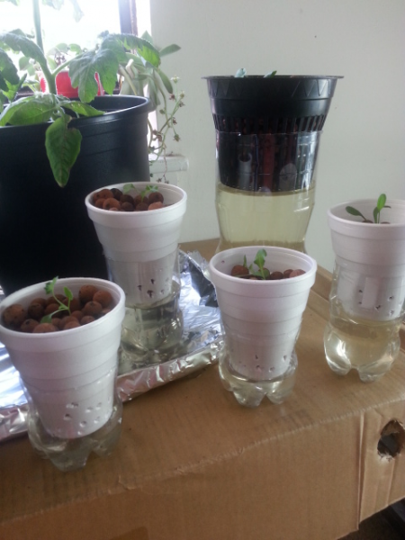 4-30-16  Hydroponics using coke bottles & styrofoam cups.png