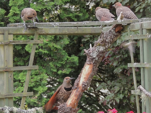 4  flickers.jpg