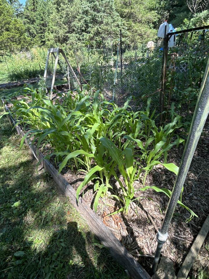 4 rows of corn.jpg