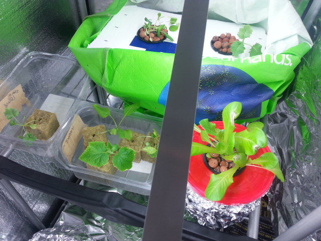 5-10-16 Lettuce Cucs.png