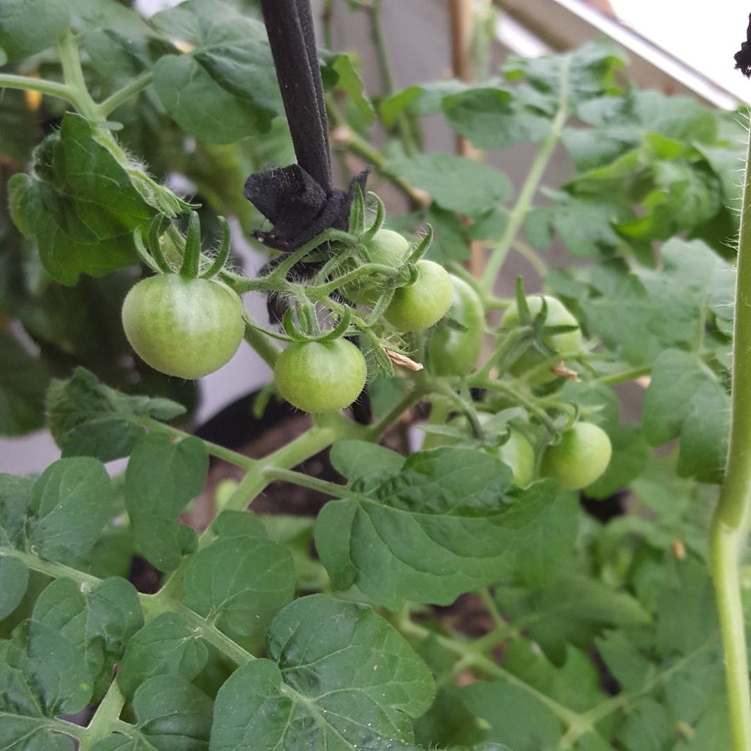 5-24-18 Red Robin Tomatoes.jpg