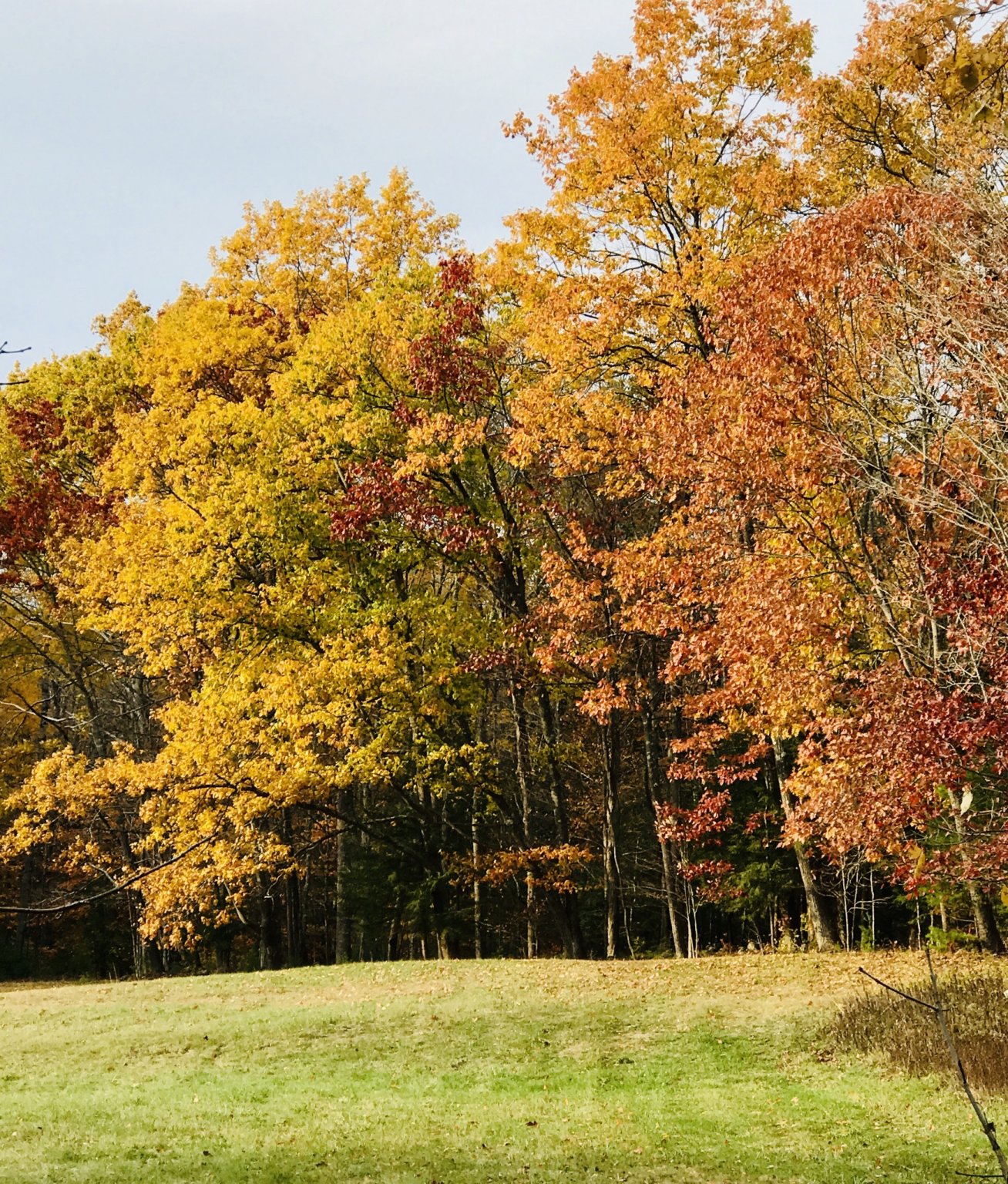 525FB409-E435-448B-93F2-57AF0141575A.jpeg