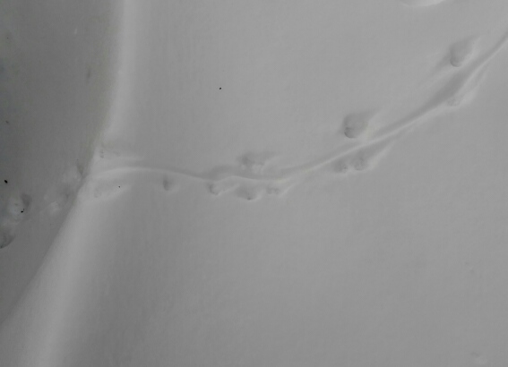 54116761-2A90-4656-92A6-7743C60E9765.jpeg