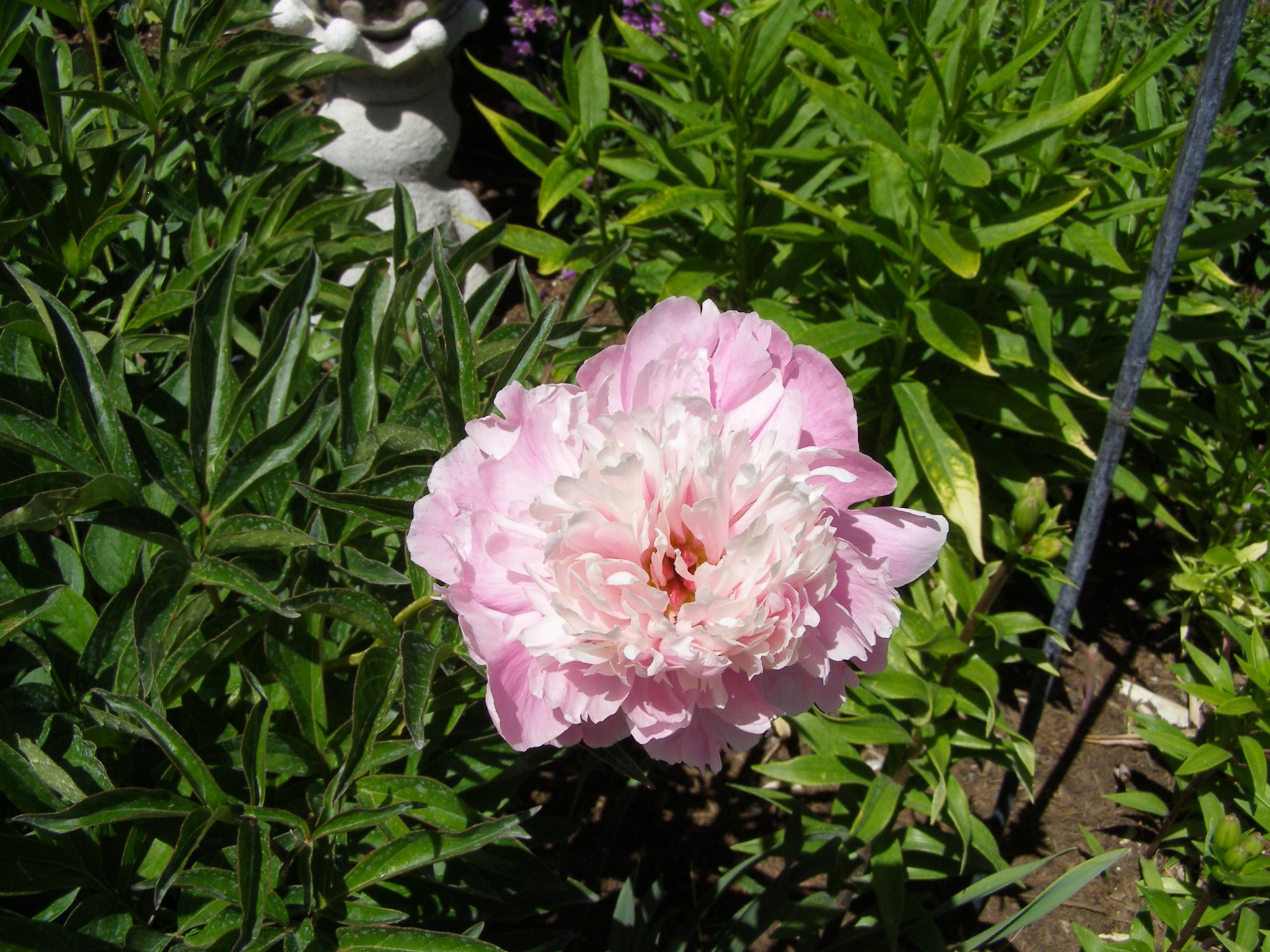 6-29-18 peony.JPG