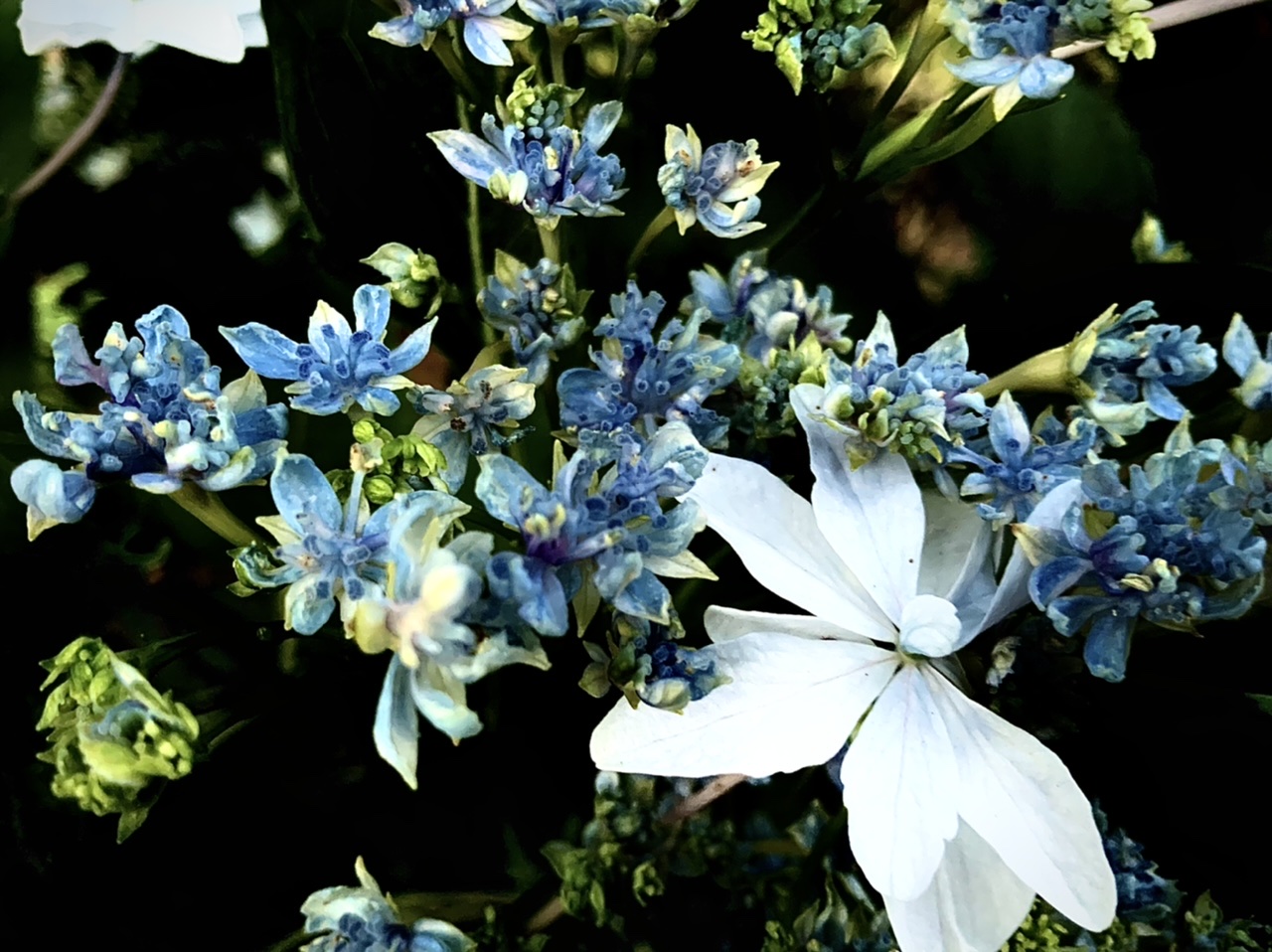 6055033A-B15D-4917-ABDC-831854CB361C.jpeg
