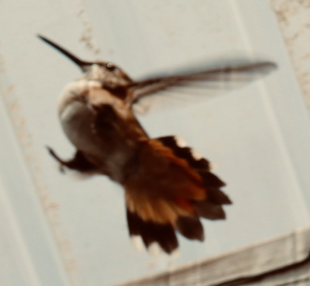 66FB036D-9D87-4502-93DA-005410FD30F2.jpeg