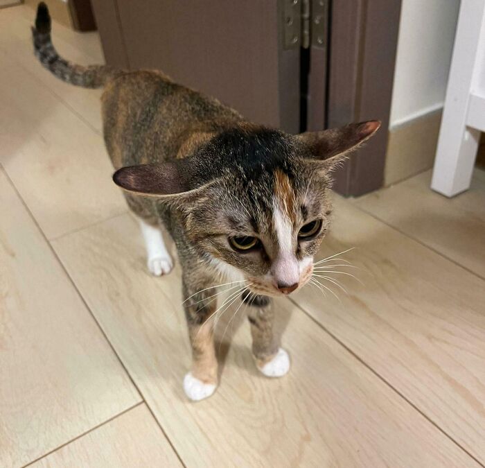6821a10a837e3_airplane-ears-cats-pics.jpg