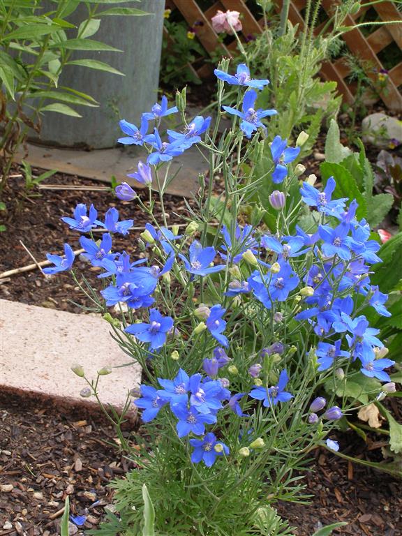7-23-17 flowers 010 (Medium).JPG