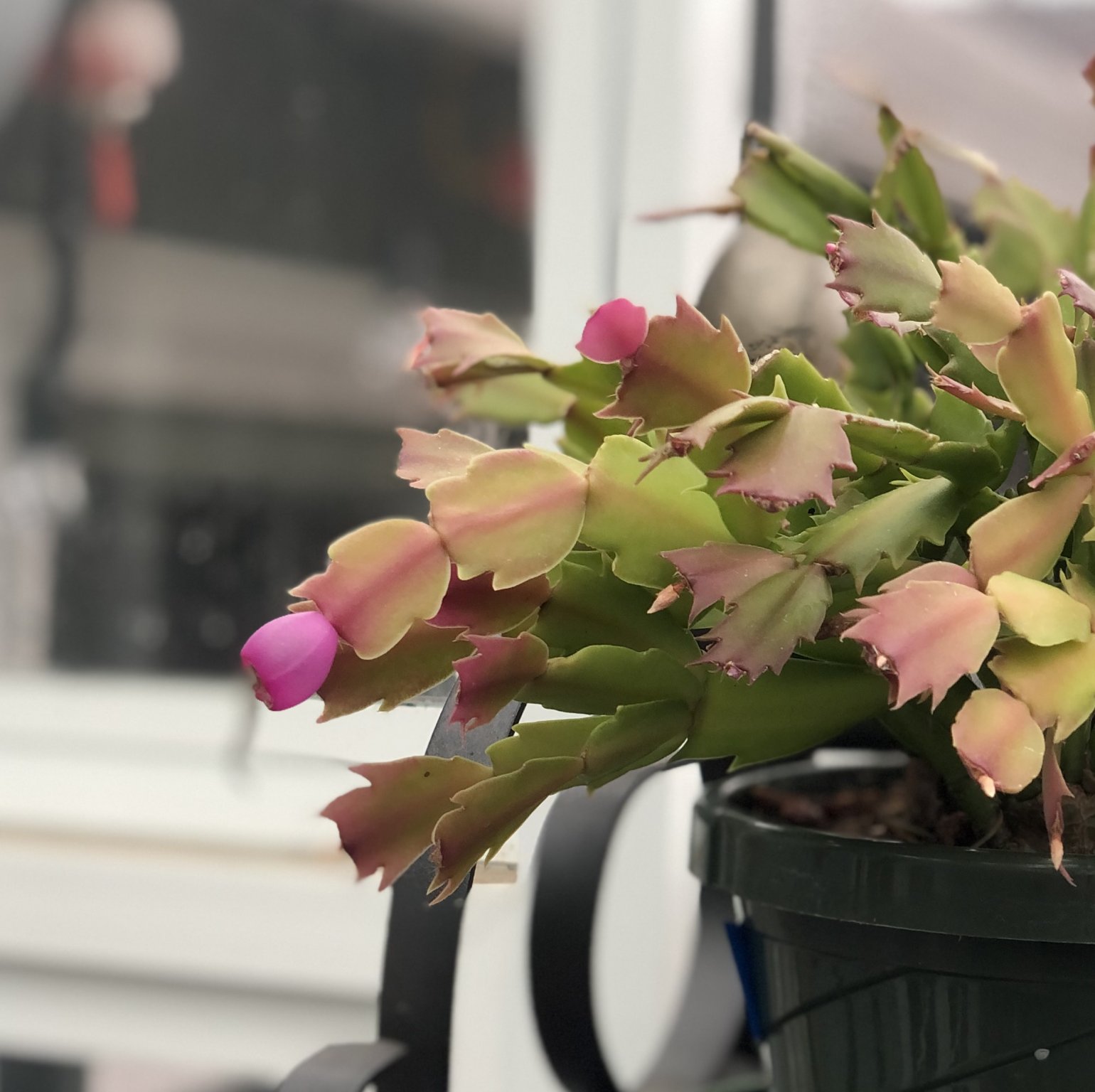 720CA060-06E7-4167-8BCF-4523103F7139.jpeg