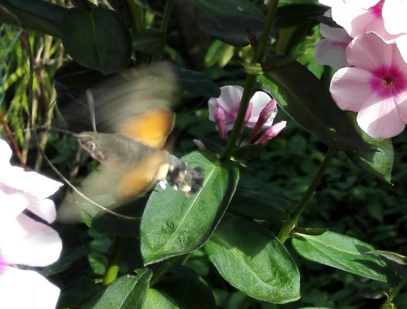 7CBB97AD-43A4-43BB-BCBC-F10469ECA6CC.jpeg