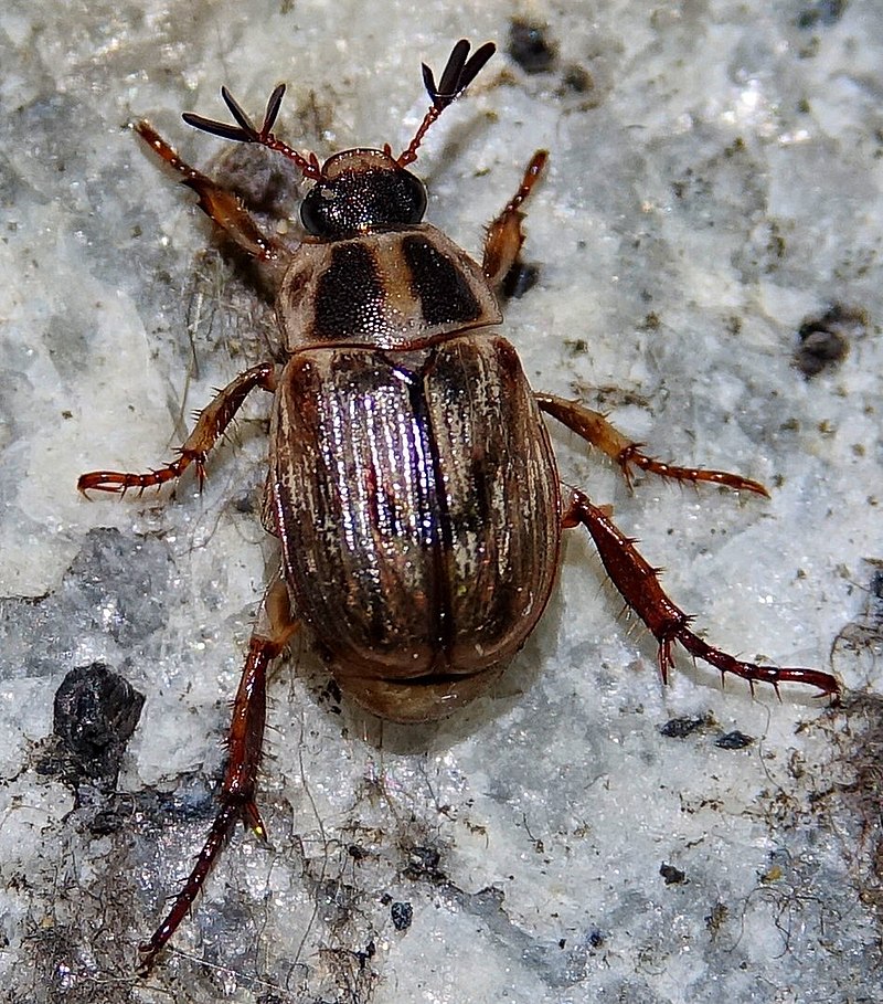 800px-Anomala-orientalis-Narita.jpg