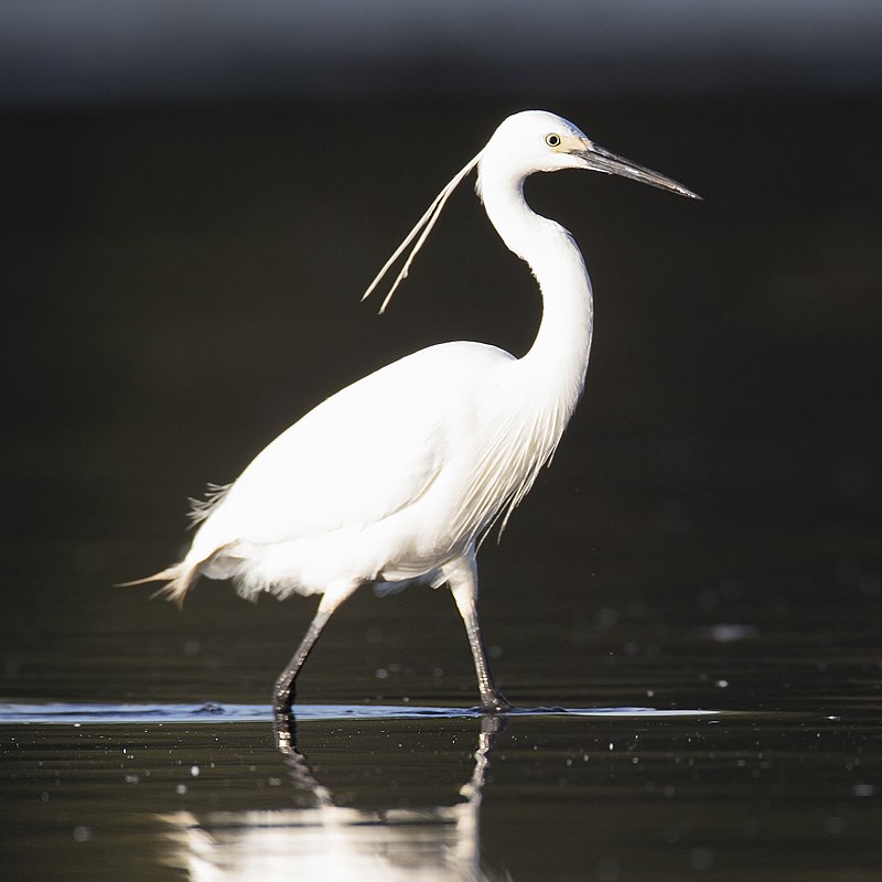 800px-Egretta_garzetta_-_Sydney_Olympic_Park.jpg