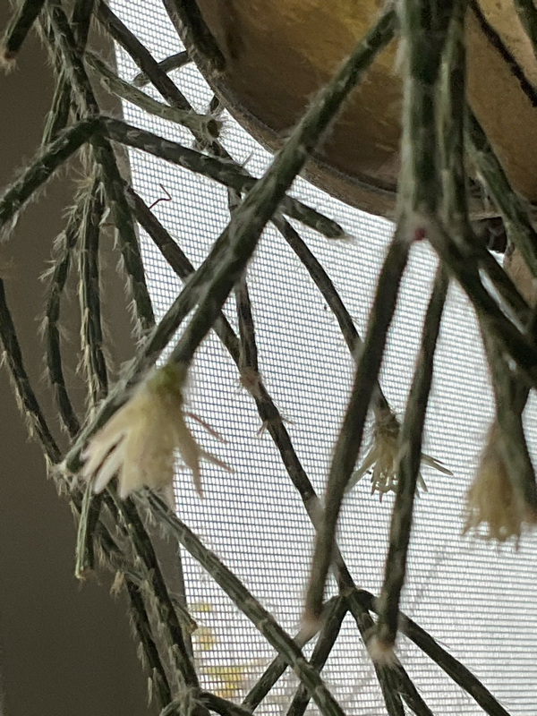 83227ABF-3FA5-4E7C-A37D-58325F2D6F68.jpeg