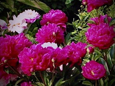 89F277D6-CD0E-42D4-984F-C31DEFC7B0D3.jpeg