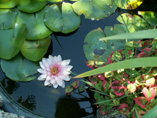 A lilly pads.JPG