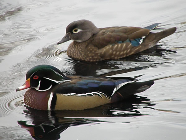 a pair.jpg