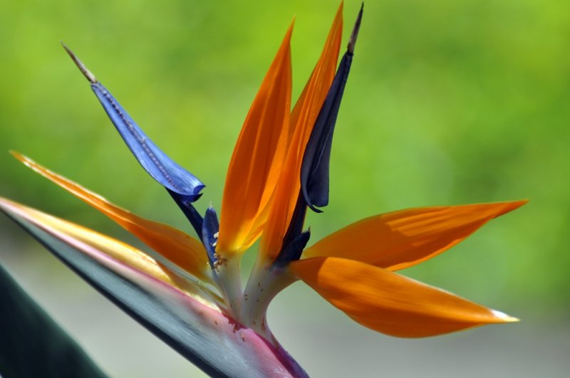 AAAAHawaii 2011 916.jpg