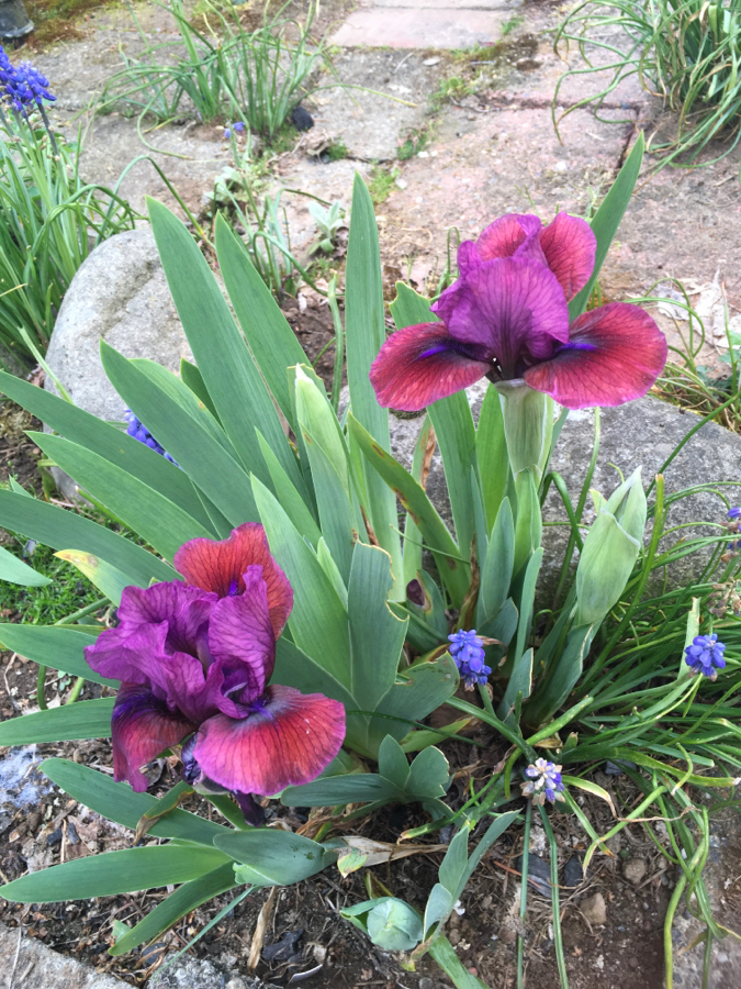 AB763A8A-BE8F-470A-8B1C-FDBC747C69BC.jpeg