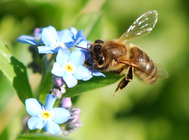abeja.jpg