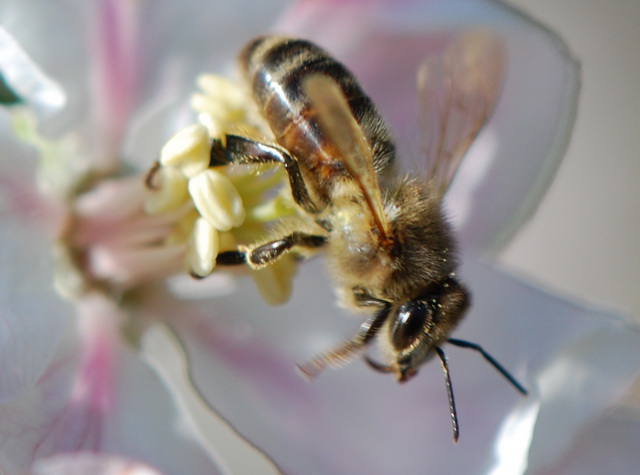 abeja2.jpg