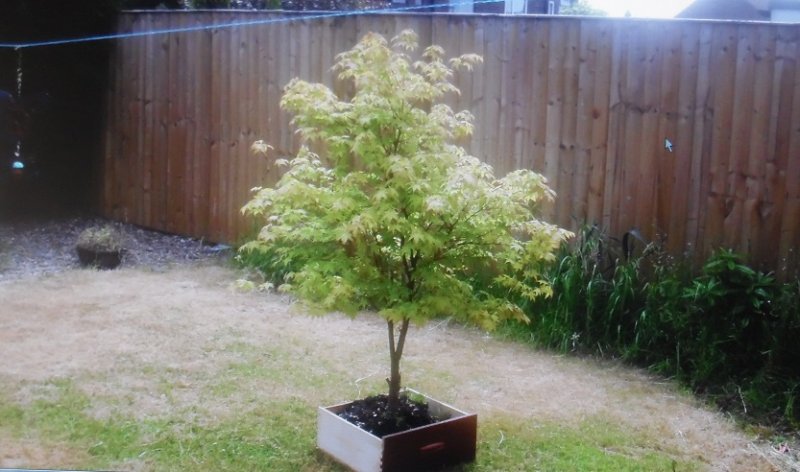 acer2010.jpg